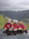 The 3 bears on the road to Halawa Valley