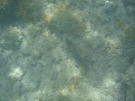 Fish at Sans Souci